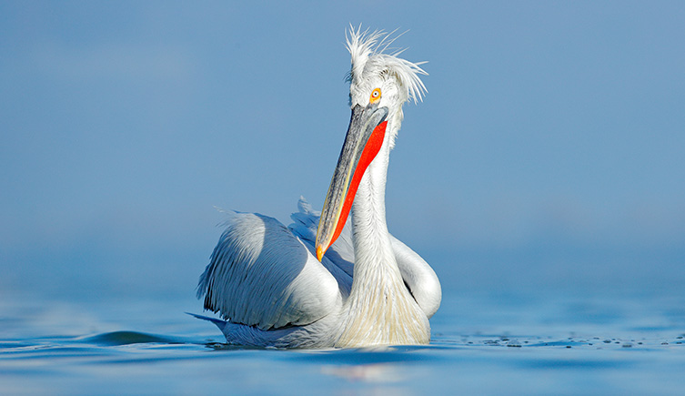 A Dalmatian pelican, with white turfty feathers on its head, bright yellow skin around its eye and bright red skin in its beak swims on water. 