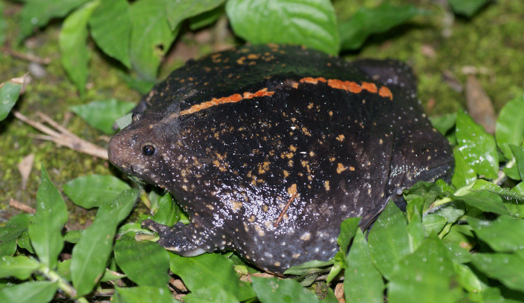 A Mexican burrowing toad among leaves 