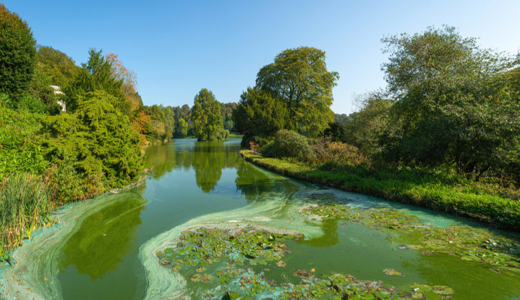 Blue-green algae on the surface of a river