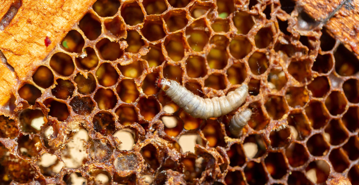 A wax worm on a honeycomb