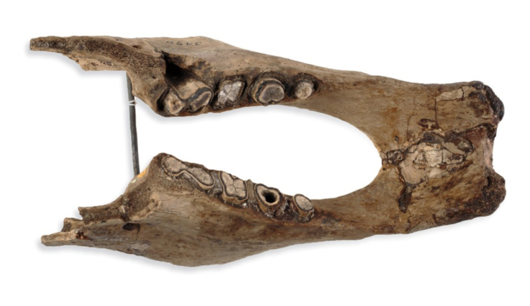 The jawbone of Mylodon darwinii