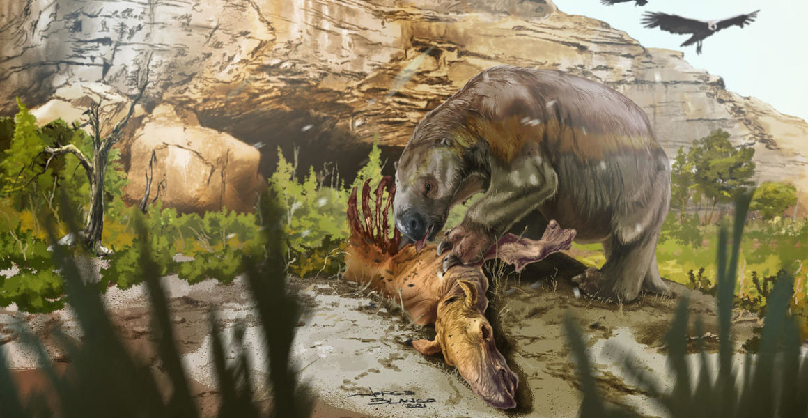 An artist's impression of Mylodon darwinii scavenging for meat
