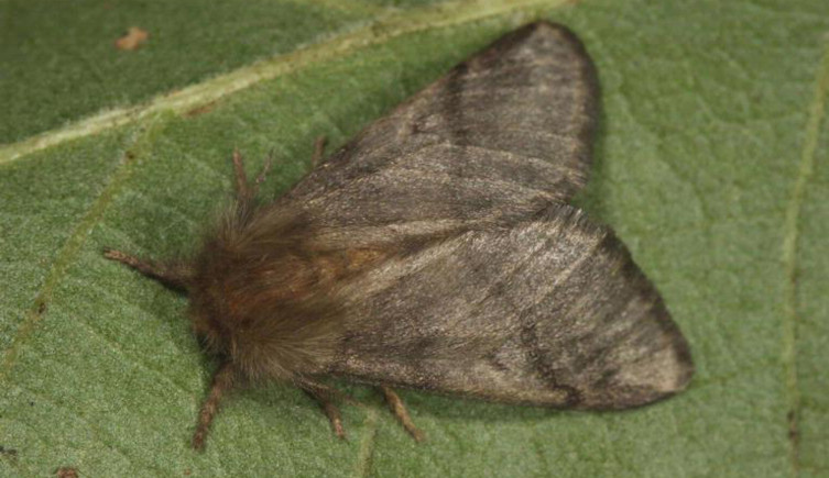 A brown adult oak processionary moth on a leaf.