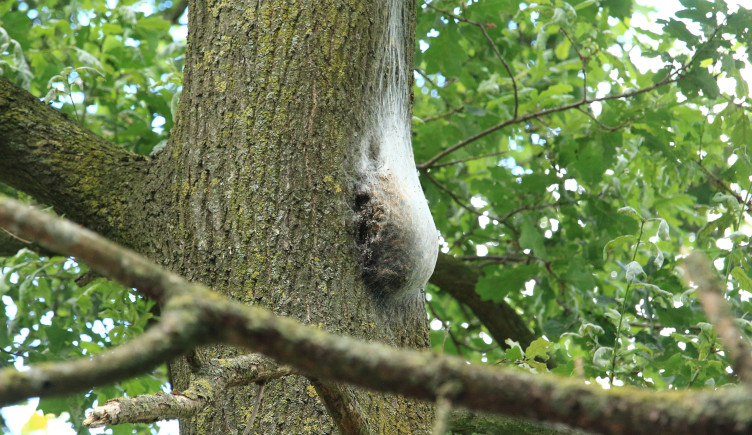 An oak processionary moth nest attached midway up the trunk of a tree.