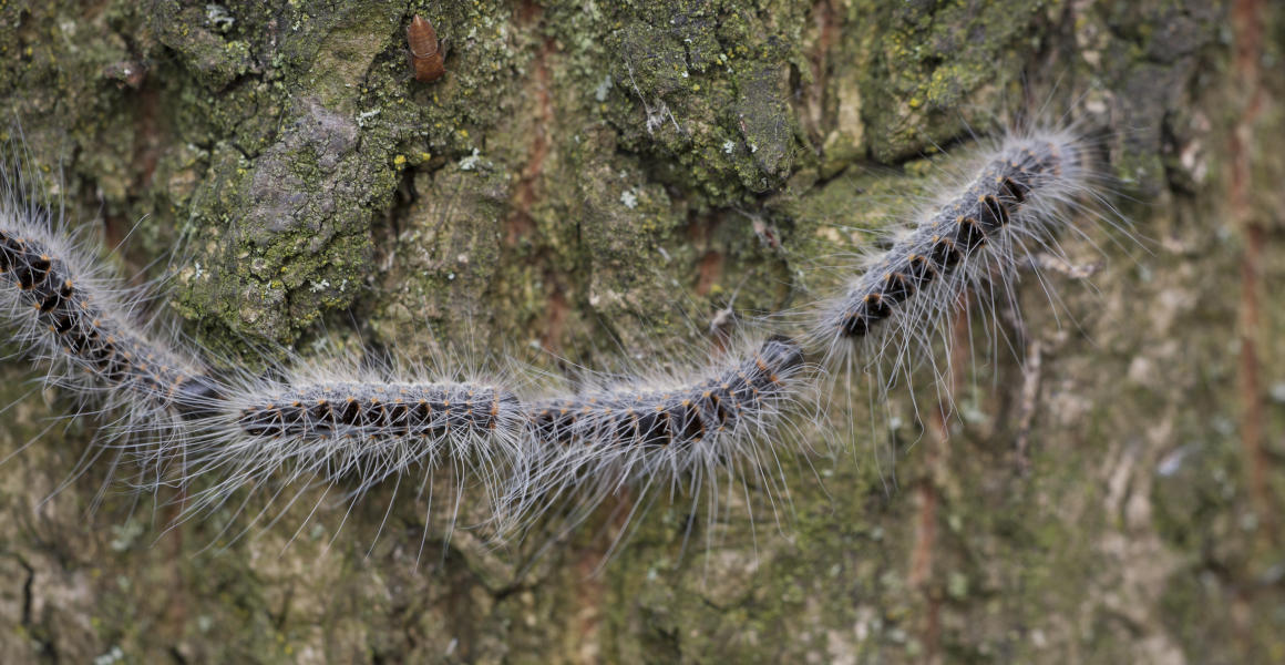 Oak processionary moth caterpillars follow each other single file across the bark of a tree.