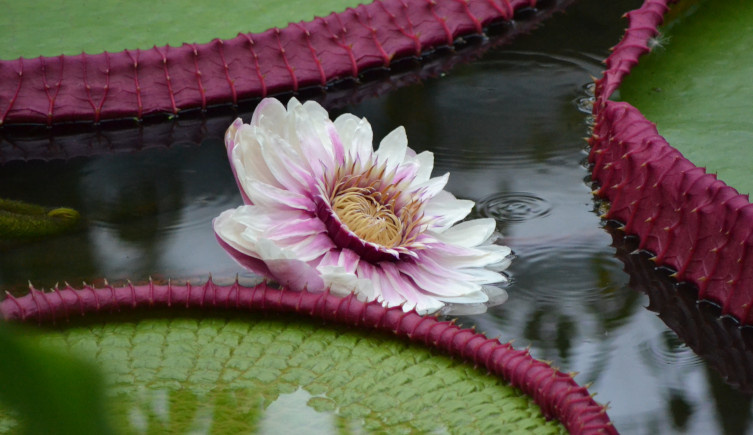 The pink flower on the second night of Victoria boliviana's blooming in Kew's Princess of Wales Conservatory.