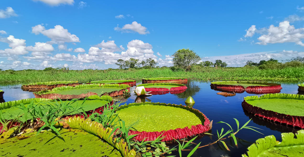 Victoria boliviana in the wild in Bolivia