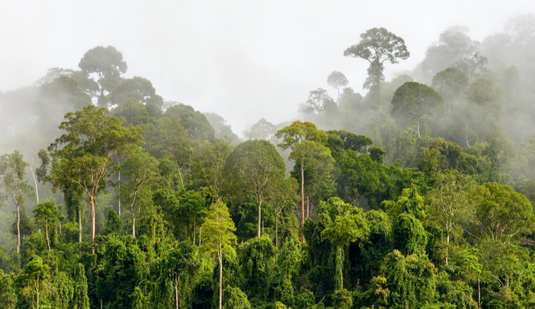 Mist above a montane forest in Borneo