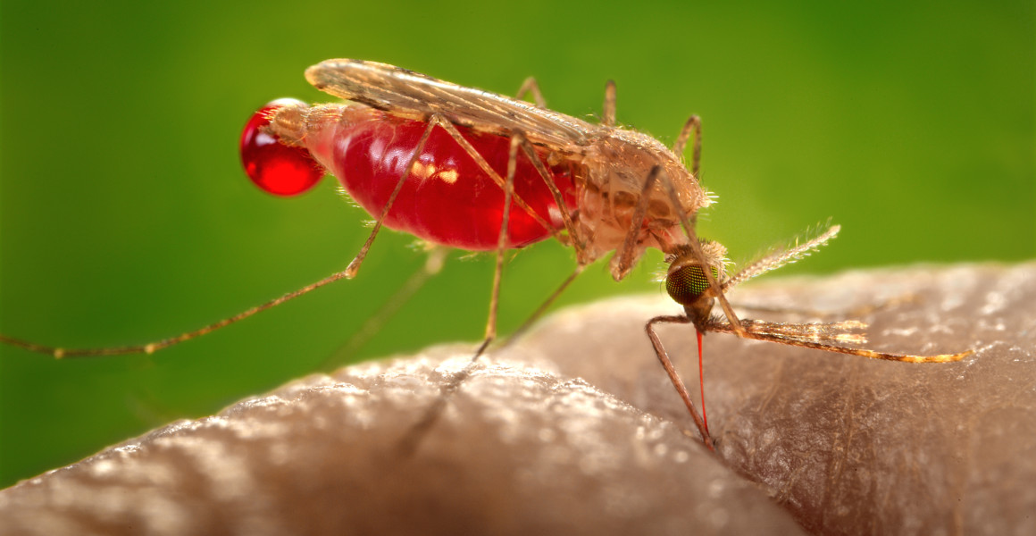 A malarial mosquito, Anopheles gambiae, drinks human blood