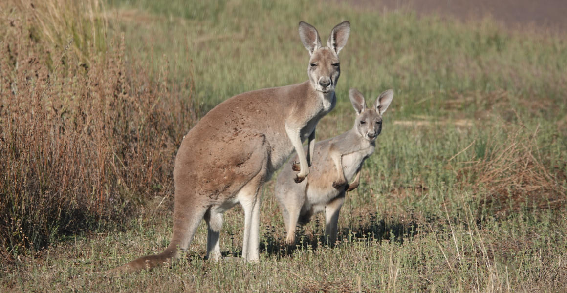 Two red kangaroos stand on grassy scrub.