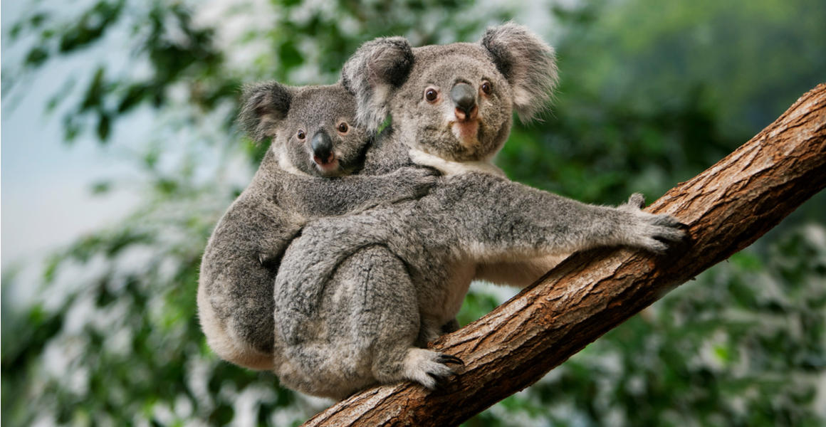 A koala joey clings to its parent on a branch