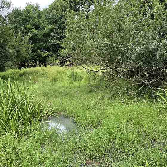 A marshy patch of ground, with bright green reeds and standing water, outside of the beaver pen.