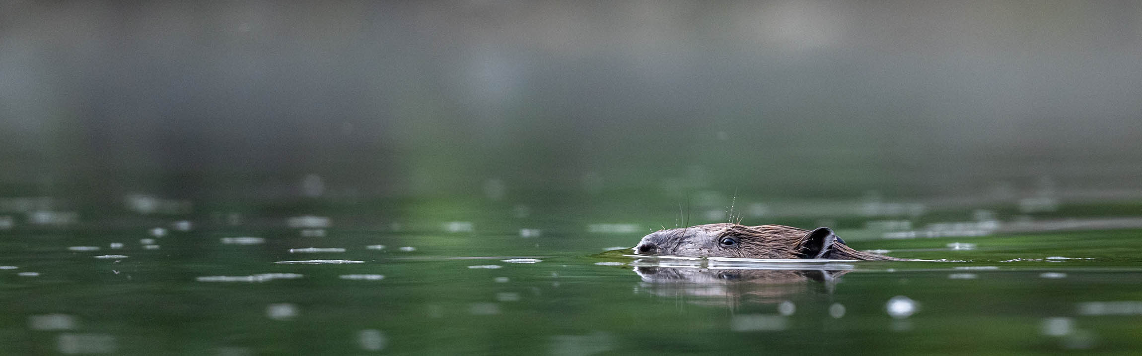 A beaver swimming through a pond, with just its head above the water.