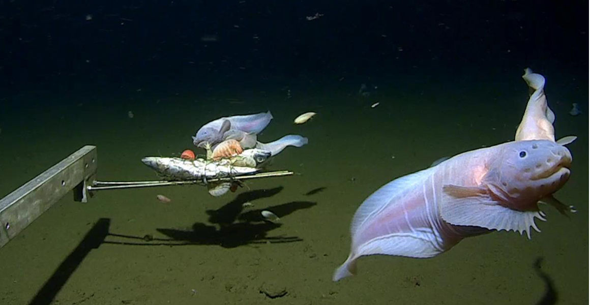 Snailfish swim around a baited trap on a metal arm in illuminated water.