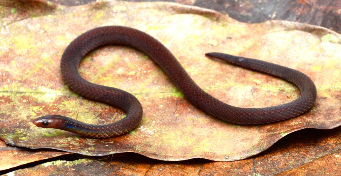 A brown snake with blue streaks curled on a orange leaf.