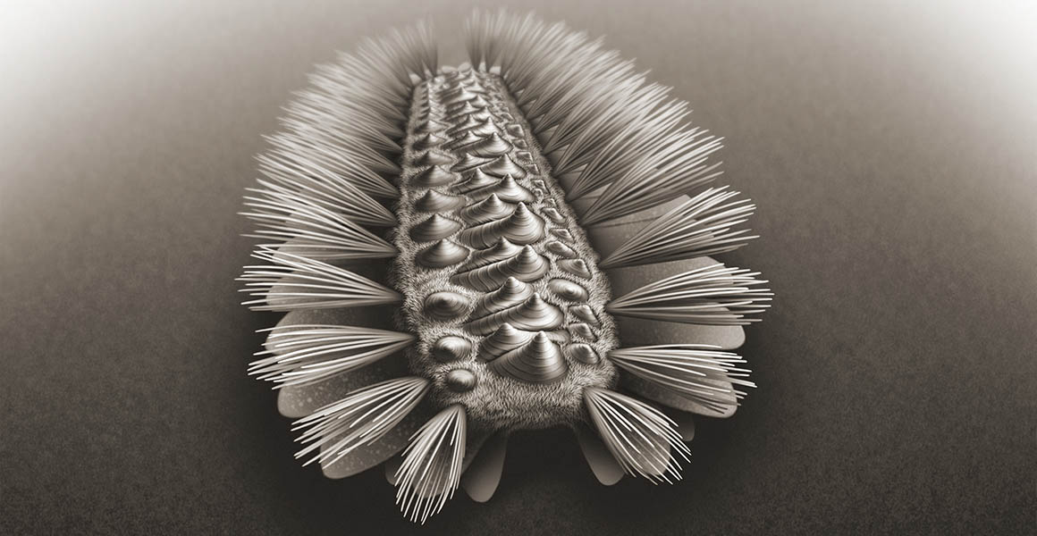 An artists reconstruction of Wufengella in black and white. A flattened slug-like animal facing the viewer, with a number of small, swirling, scale-like shells running along its back, and tufts of bristles coming out the sides of the body. Underneath these bristles, you can just about see a feshy lobe running along the entire side of the body. 