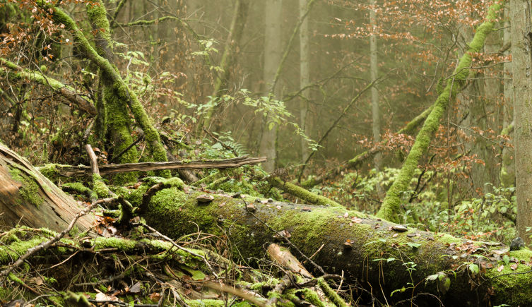 Dead wood covered in lichen and moss on a forest floor