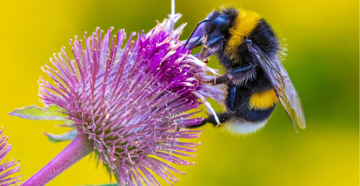 A bumblebee feeds on the nectar of a pink flower