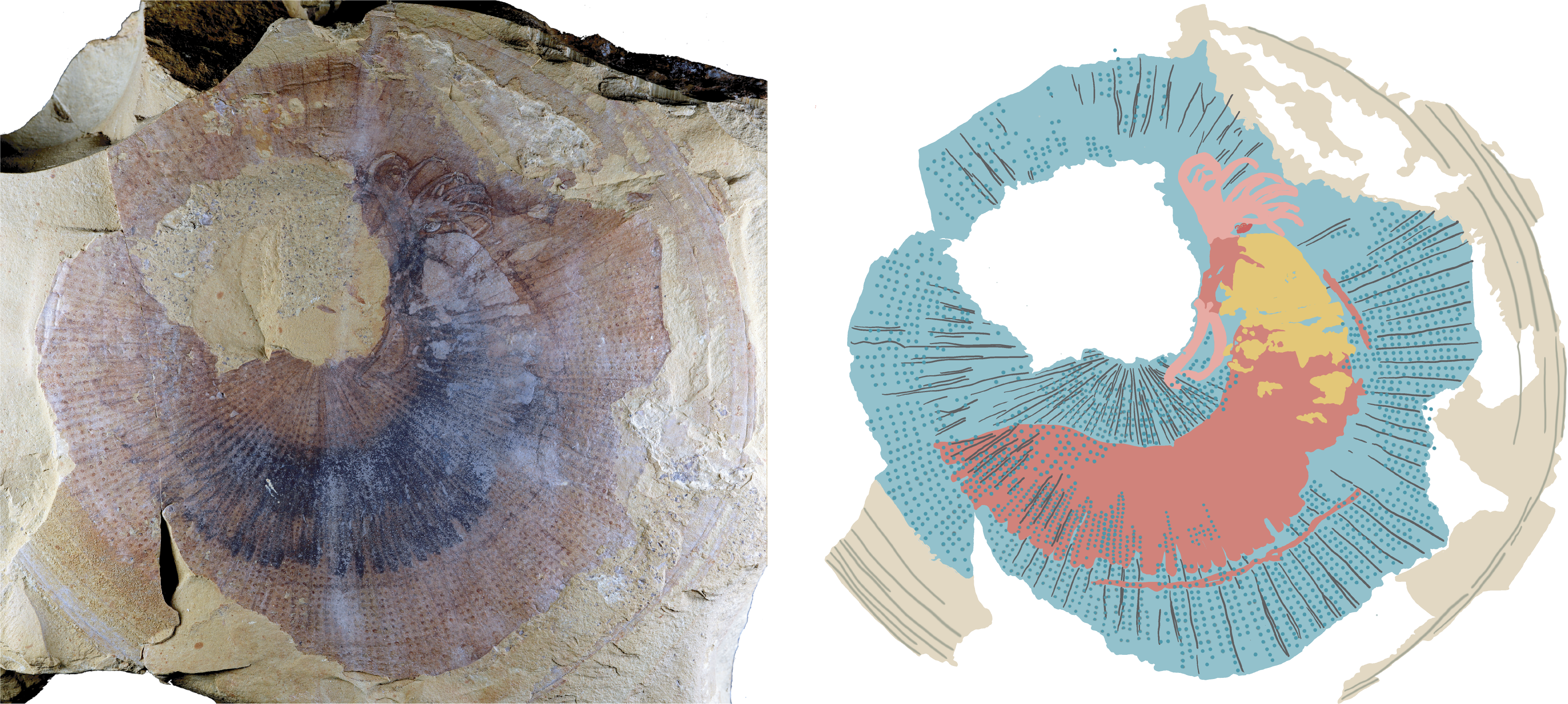 A fossil of Rotadiscus grandis is next to an interpretive drawing which shows the outside disk and the inner body.
