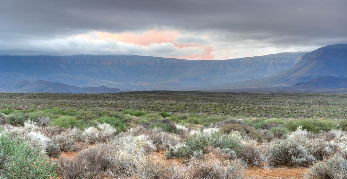A photo of scrub in the Karoo basin with hills in the distance