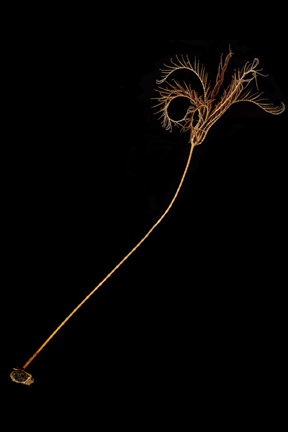 A sea lily, which has a long thin stalk that ends in a feather duster-like end, on a black background.