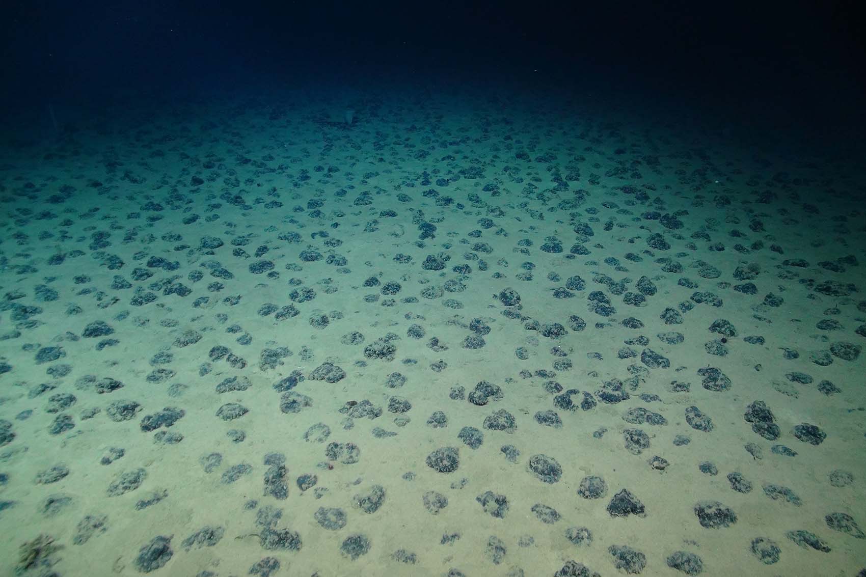 A picture taken from 5,000 metres below the surface of a muddy floor strewn with countless nodules as far as the eye can see.