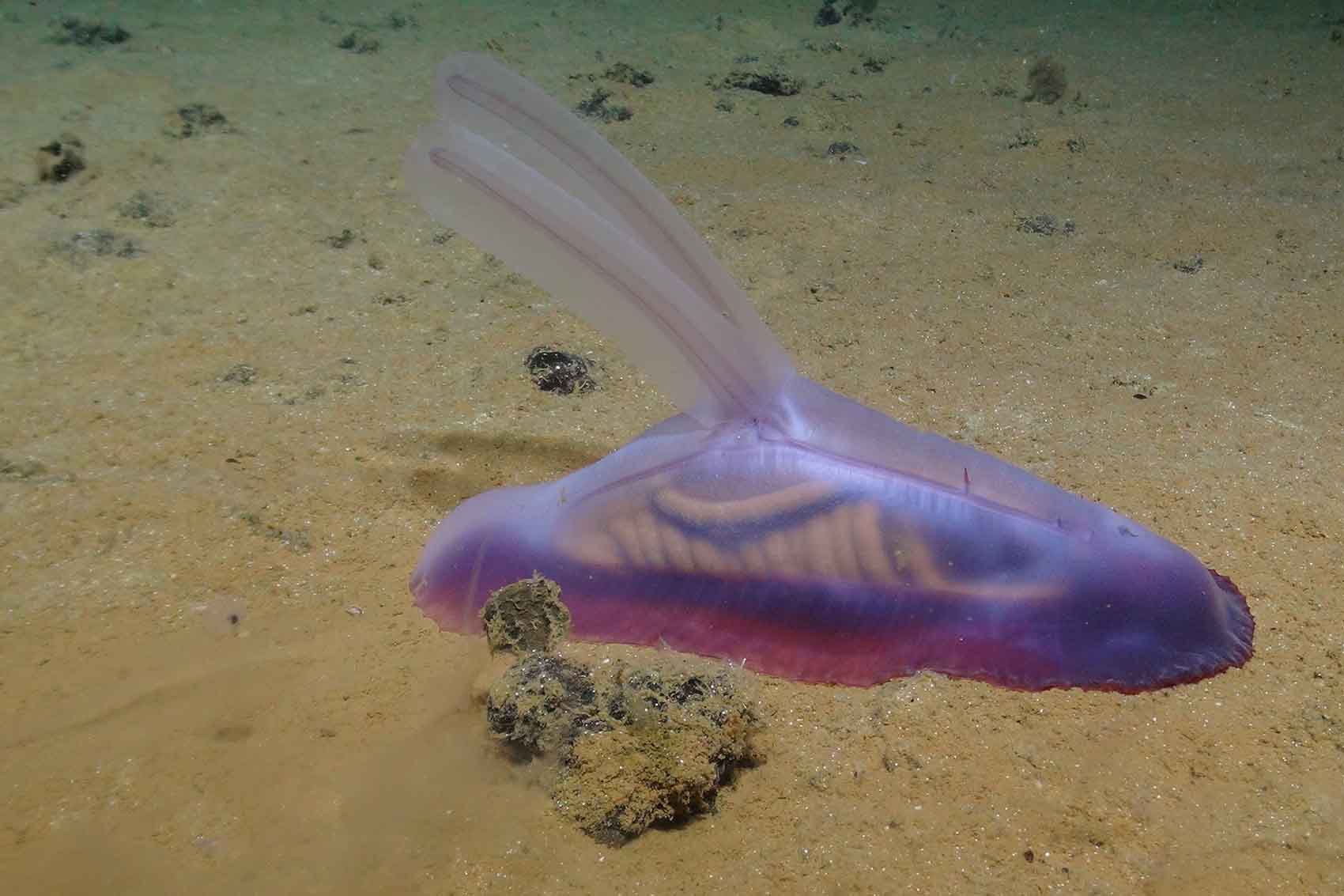 A picture of a transluscent-purple sea cucumber with two long ear-like appendages walks along the muddy seafloor. 