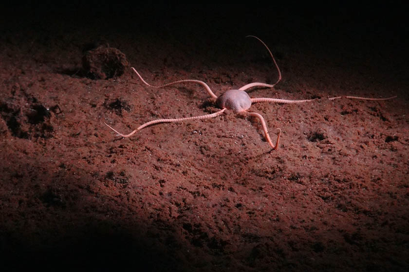 A photograph from the seabed showing a sea star on the muddy floor illuminated by a light.