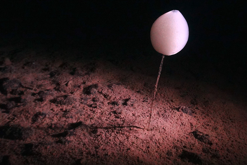 A photopgraph from the seabed showing a pingpong sponge illuminated by light.