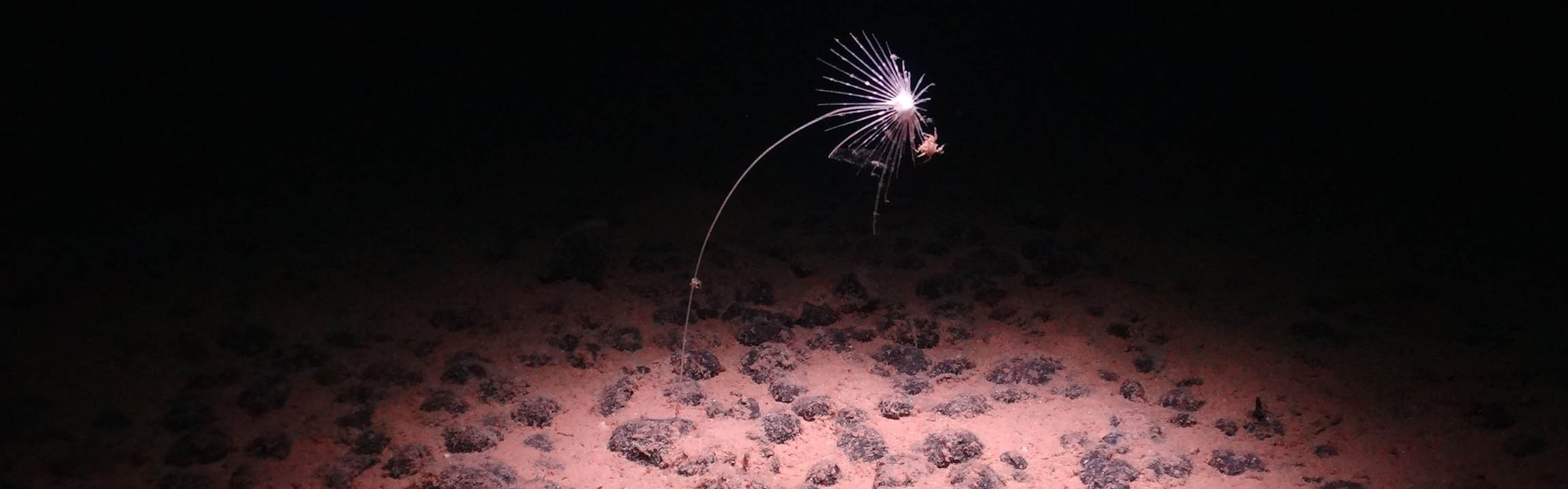 A photograph from the deep sea, showing a bizarre animal made up of a long stalk topped by a white, spikey structure. 