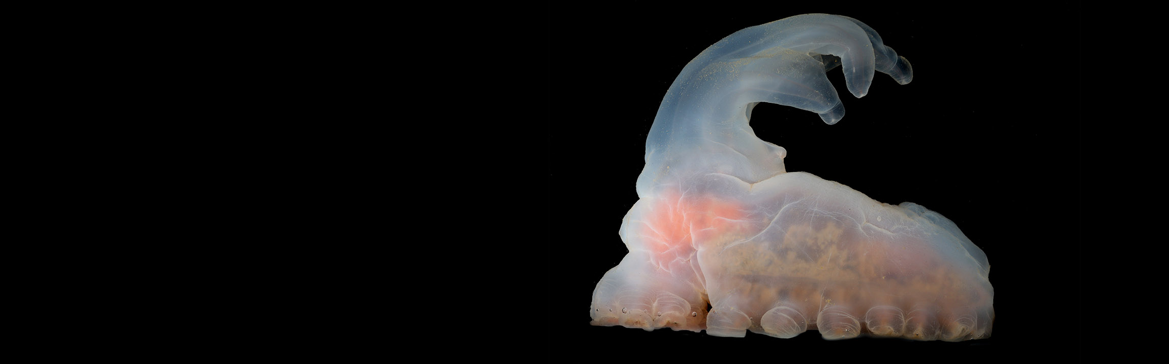 A chubby, transluscent white seacucmber on a black background. It has a row of rounded feet and a large, quiff0like projection sweeping from the top of its head down its back.