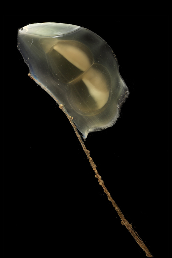 A gelatinous lump on the end of a stalk.