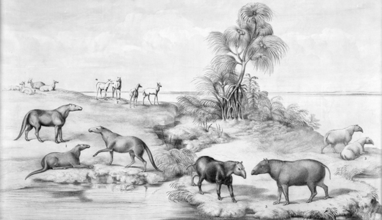 An artist's illustration of what palaeotheres and anoplotheres may have looked like.