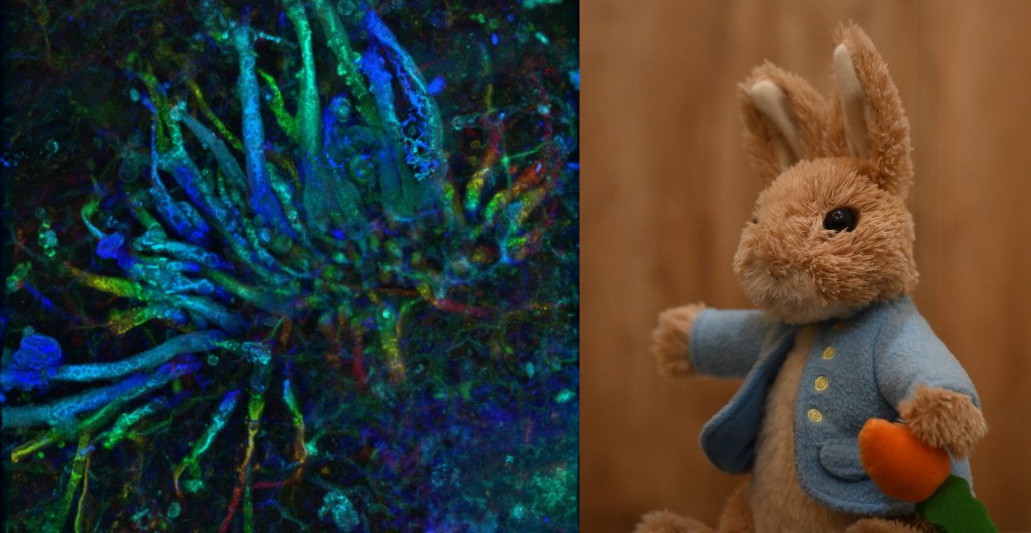 A microscope image of Potteromyces asteroxylicola (left) and a Peter Rabbit plush toy (right).