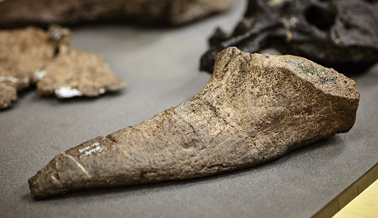 A photograph of one of the armoured spikes that would have been on the shoulder of Vectipelta barretti. 