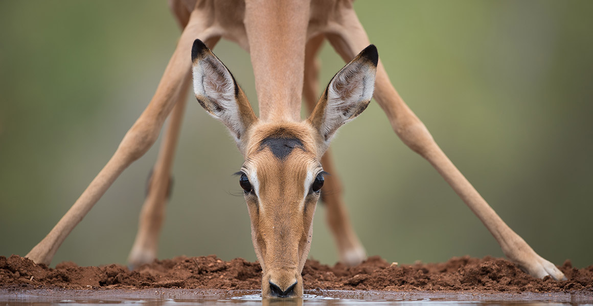 An impala drinking water from a watering hole but still looking at the camera.