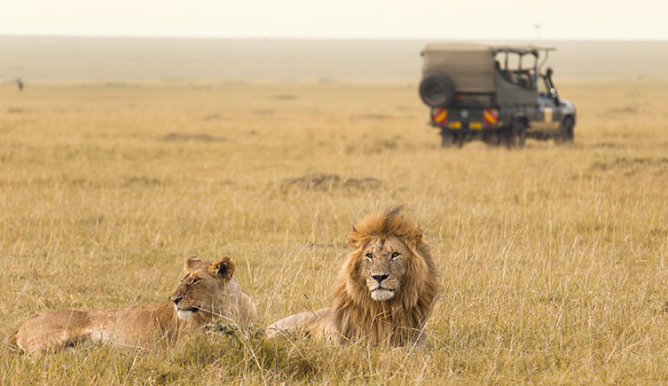 Two lions reclining in the grass with a landrover in the background.