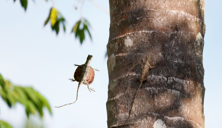 A Draco gliding lizard glides towards a tree as another sits on it