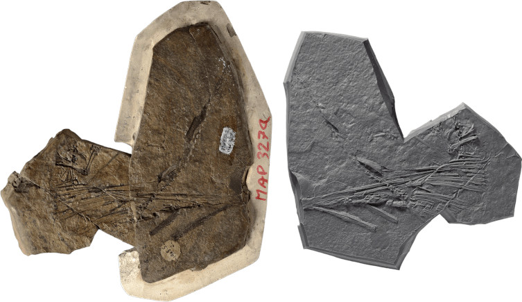 An external mould and cast of Coelurosauravus elivensis