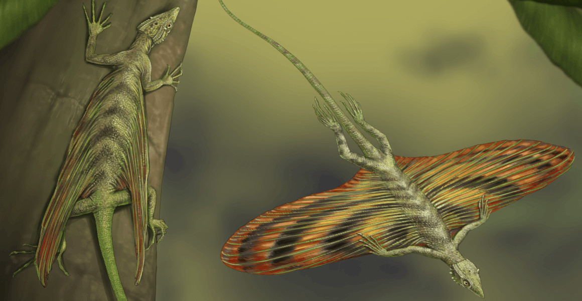 An artist's impression of Coelurosauravus elivensis on a tree and gliding