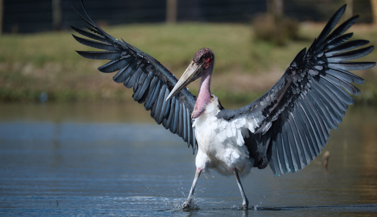 The stork Leptoptilos crumenifer with its wings raised as walks in shallow water