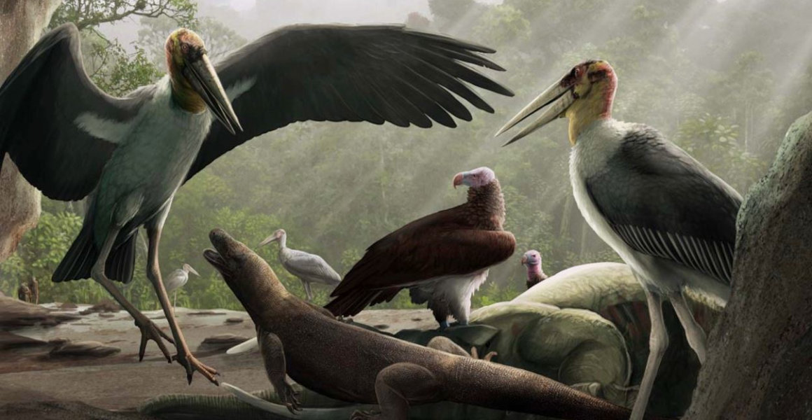 An artist's impression of a giant marabou stork challenges a juvenile Komodo dragon for access to the carcass of a dwarf Stegodon