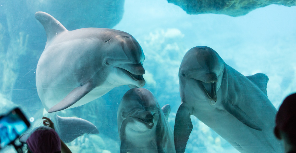 Three dolphins stare out of a tank at people in silhouette looking on.