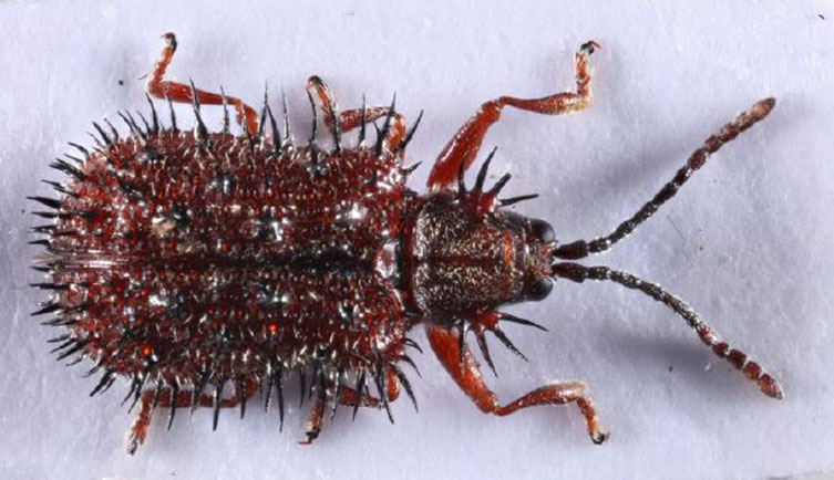 A top down picture of the beetle, showing it's red body and black spikes. 