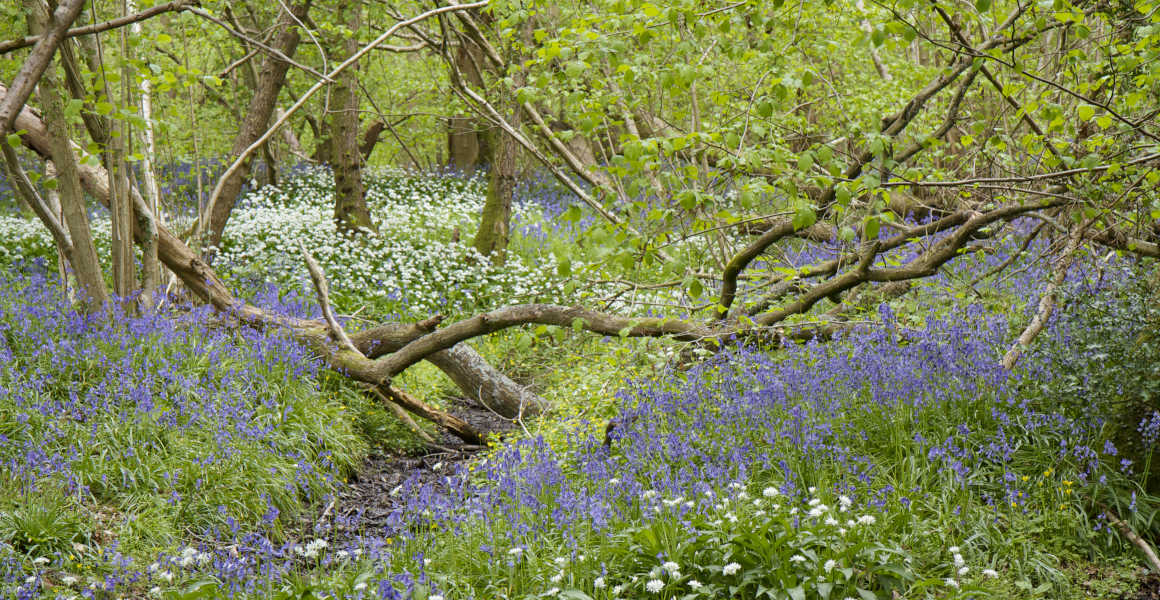 Bluebells and other flowers sit underneath a canopy of trees in woodland.