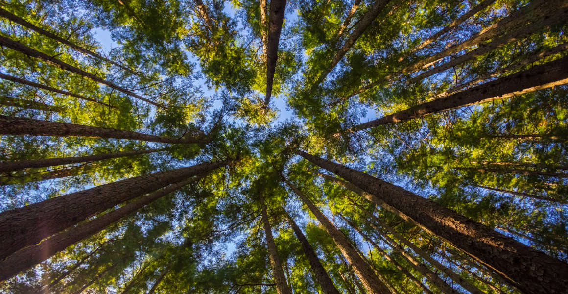 Blue sky seen between the leaves and bark of Sitka Spruce.