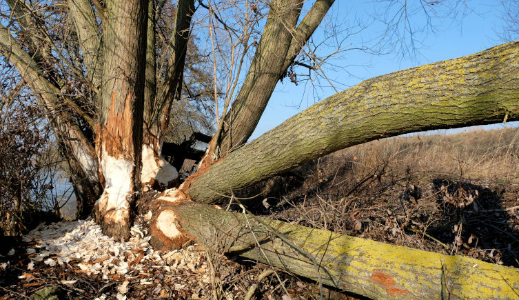 A tree on the edge of a river with gnawn bark, causing two branches to fall to the ground