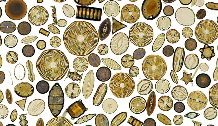 Fossil diatoms of different shapes arranged on a white background