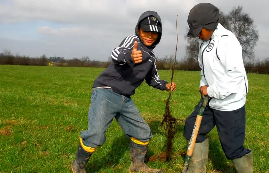 Plant trees