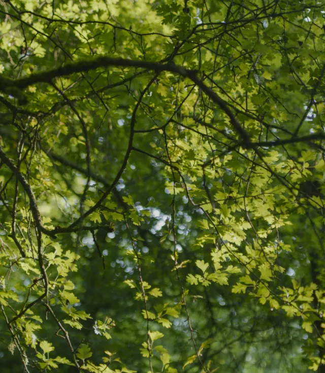 Plant trees 